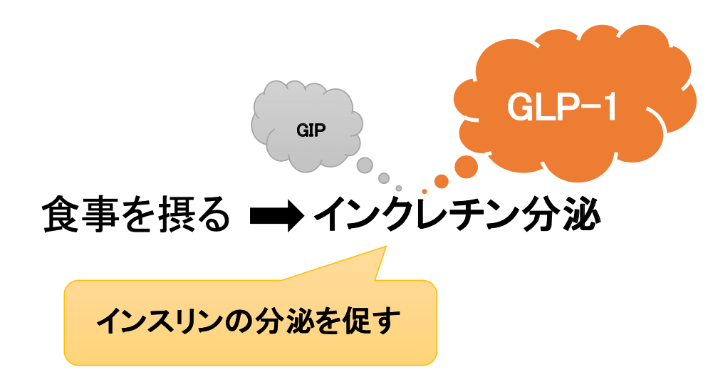 インクレチンとGLP-1の関係